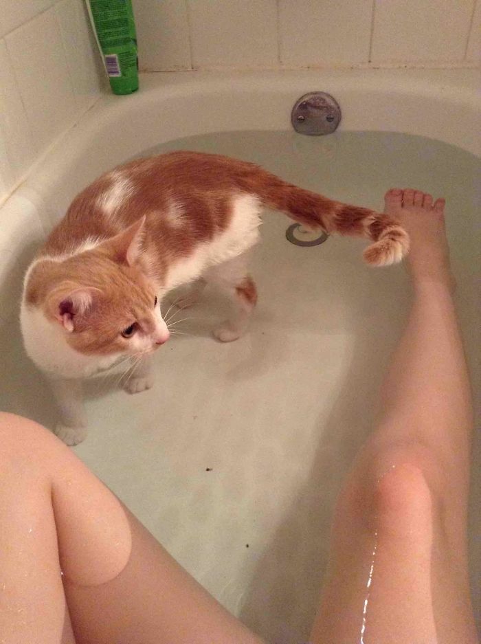 chats intrusion vie privée maîtres