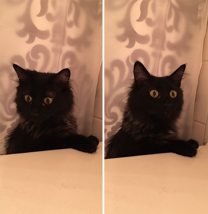 chats intrusion vie privée maîtres