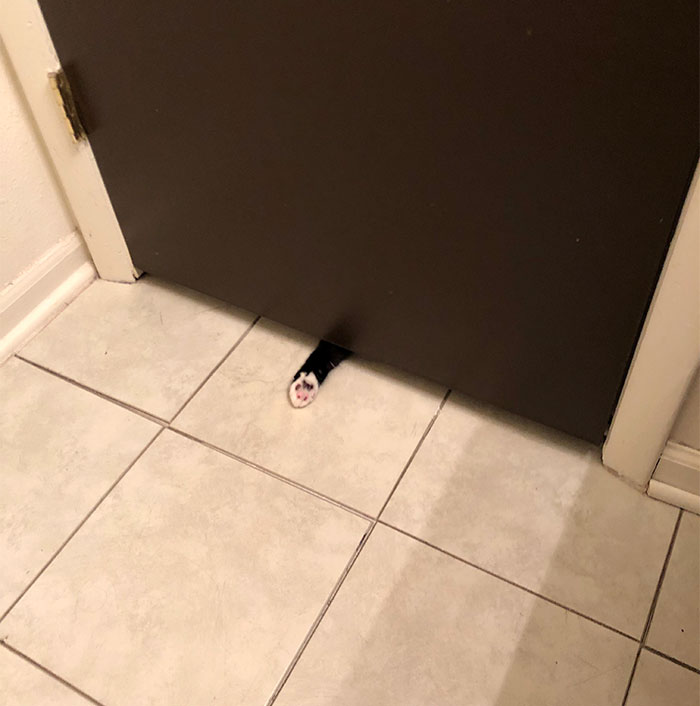 chats intrusion vie privée maîtres