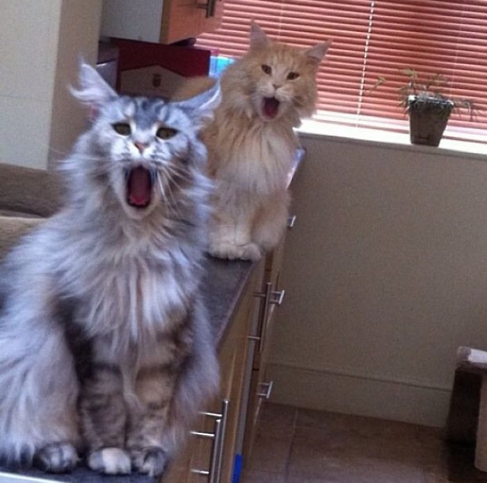 chats intrusion vie privée maîtres