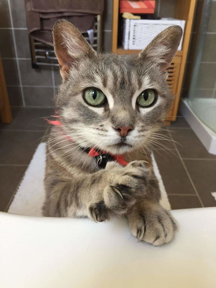 chats intrusion vie privée maîtres