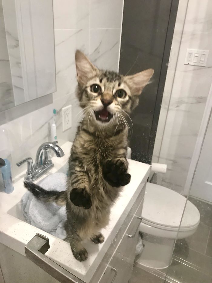 chats intrusion vie privée maîtres