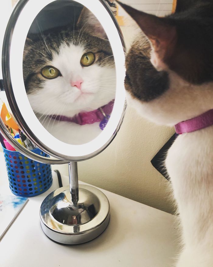 chats intrusion vie privée maîtres