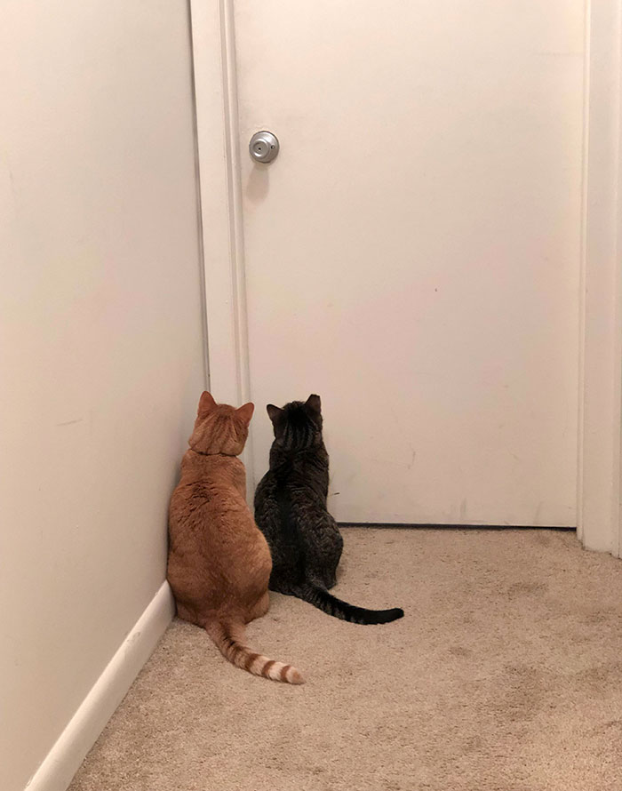 chats intrusion vie privée maîtres