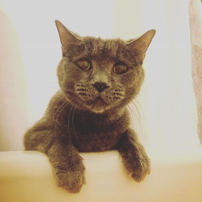 chats intrusion vie privée maîtres