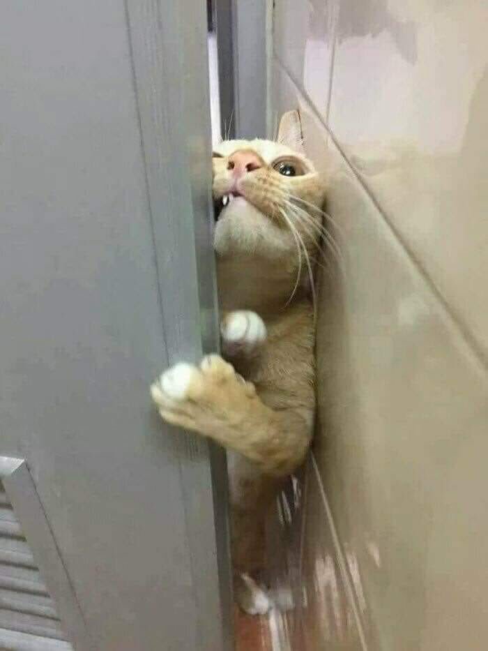 chats intrusion vie privée maîtres