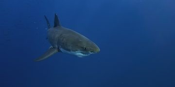 hawaii baigneurs nez à nez requin