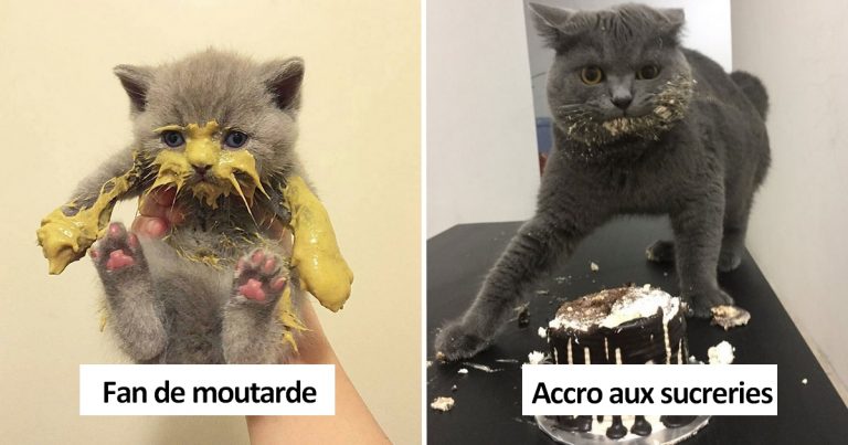 Photos Droles De Chats Qui Mangent Comme Des Cochons