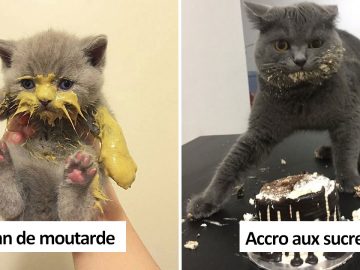 photos drôles chats mange comme cochon