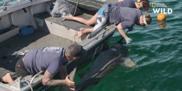 scientifiques installation caméra embarquée sur requin-tigre