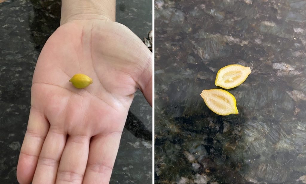 récolte jardin fruits légumes miniatures citron