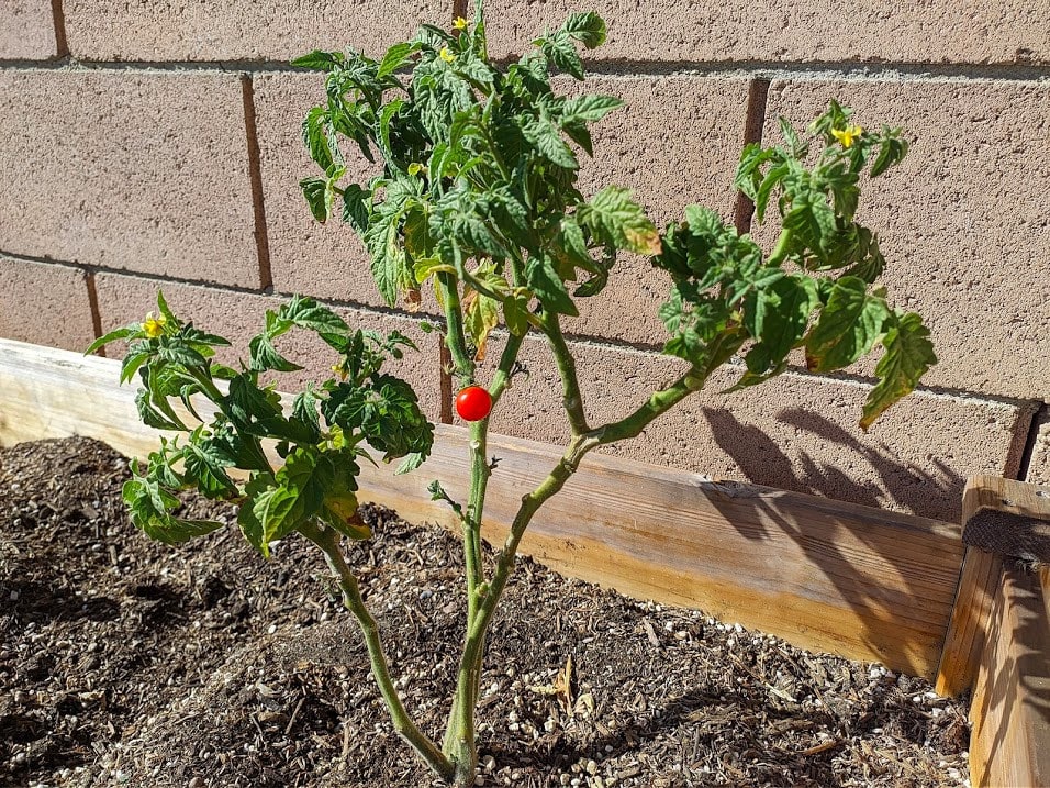 récolte jardin fruits légumes miniatures tomate