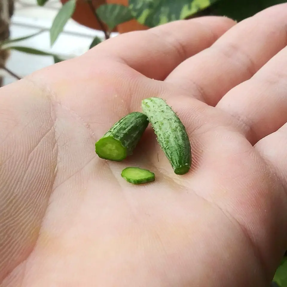 récolte jardin fruits légumes miniatures concombre