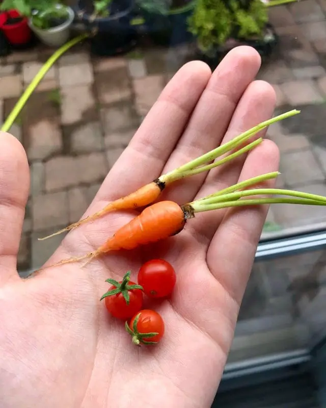 récolte jardin fruits légumes miniatures carottes tomates