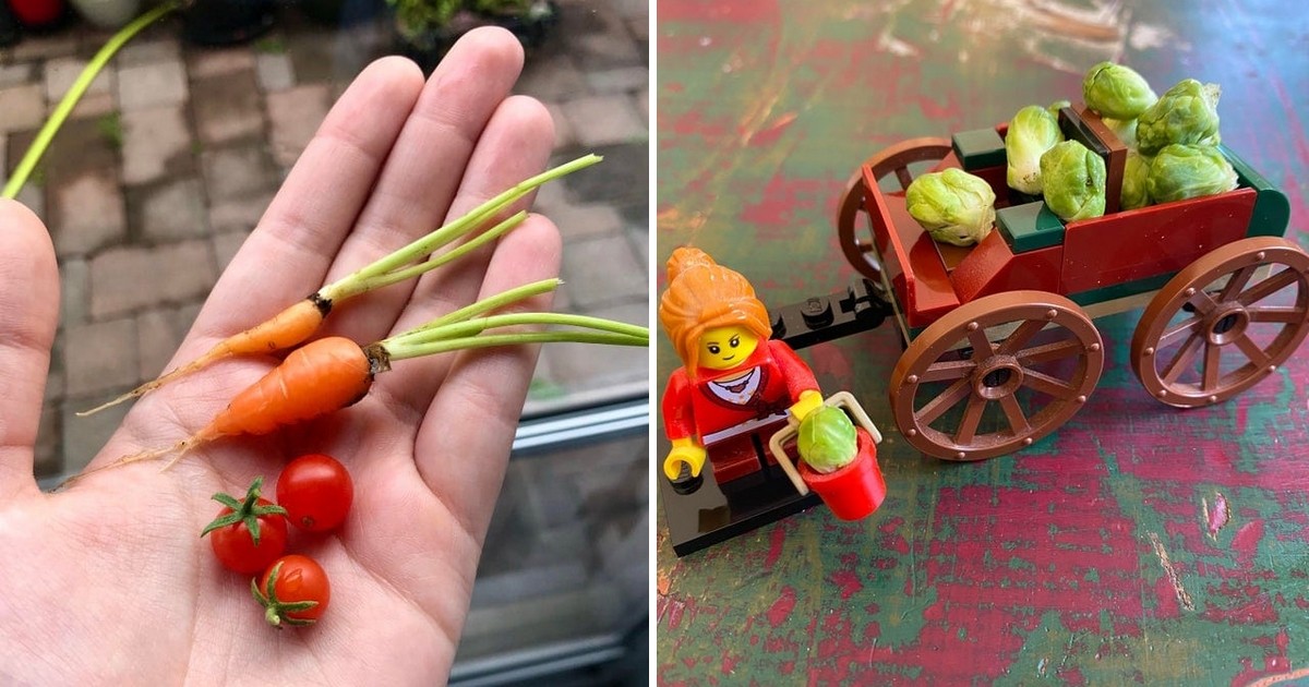 insolite récolte fruits légumes miniatures