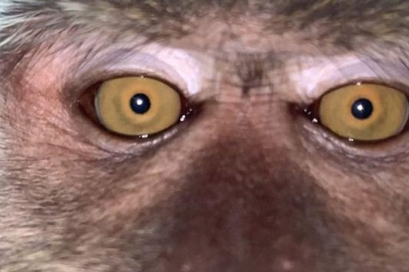 Un singe se prend en selfie après avoir pris un téléphone portable en Malaisie.
