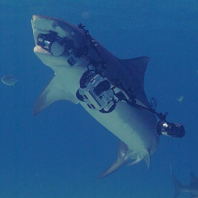 requin tigre mange appareil photo