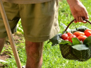 les tomates cueillies dans le sud de la france