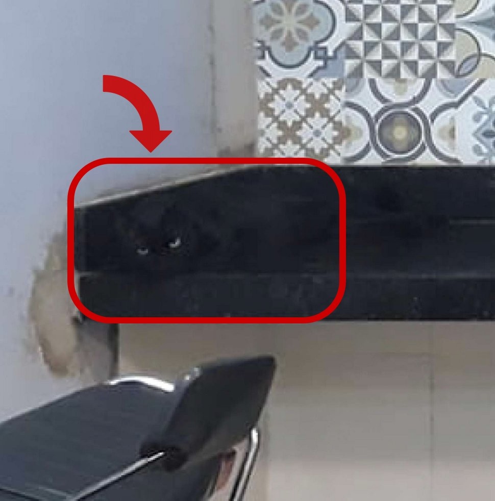 énigme chat Chiquino cuisine solution