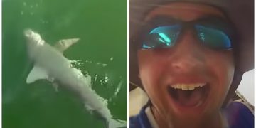 Un mérou géant mange un requin.