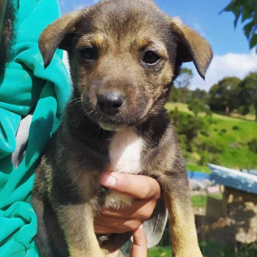 Chiot à adopter.