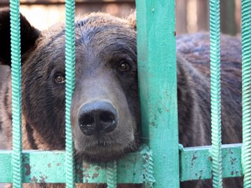 Un ours fermé dans une cage