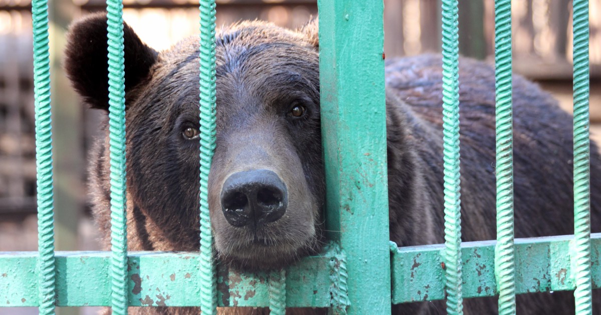 Un ours fermé dans une cage