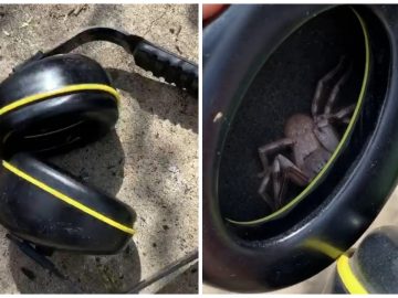 Araignée sparassidae dans un casque