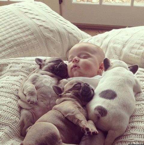 Un bébé fait une sieste avec des chiots