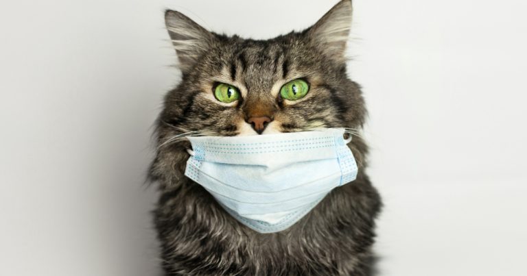 Coronavirus Les Chats Doivent S Isoler Pour Ne Pas Propager Le Virus Avertissent Plusieurs Scientifiques