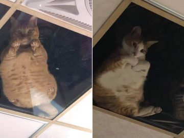 Les chats sous le plafond de verre