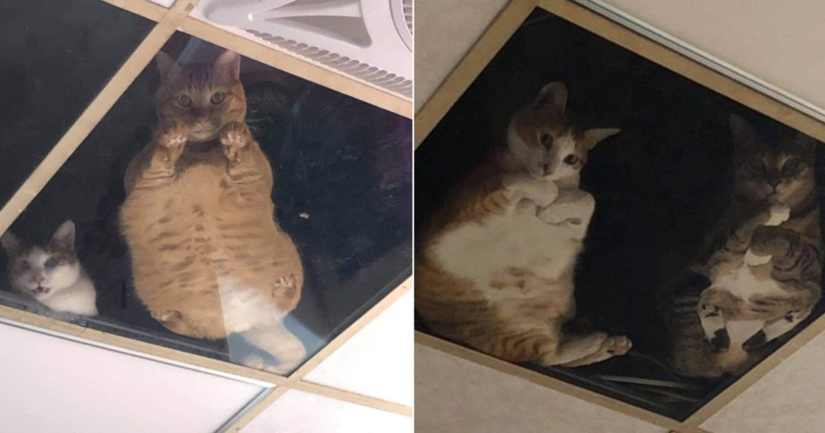 Les chats sous le plafond de verre