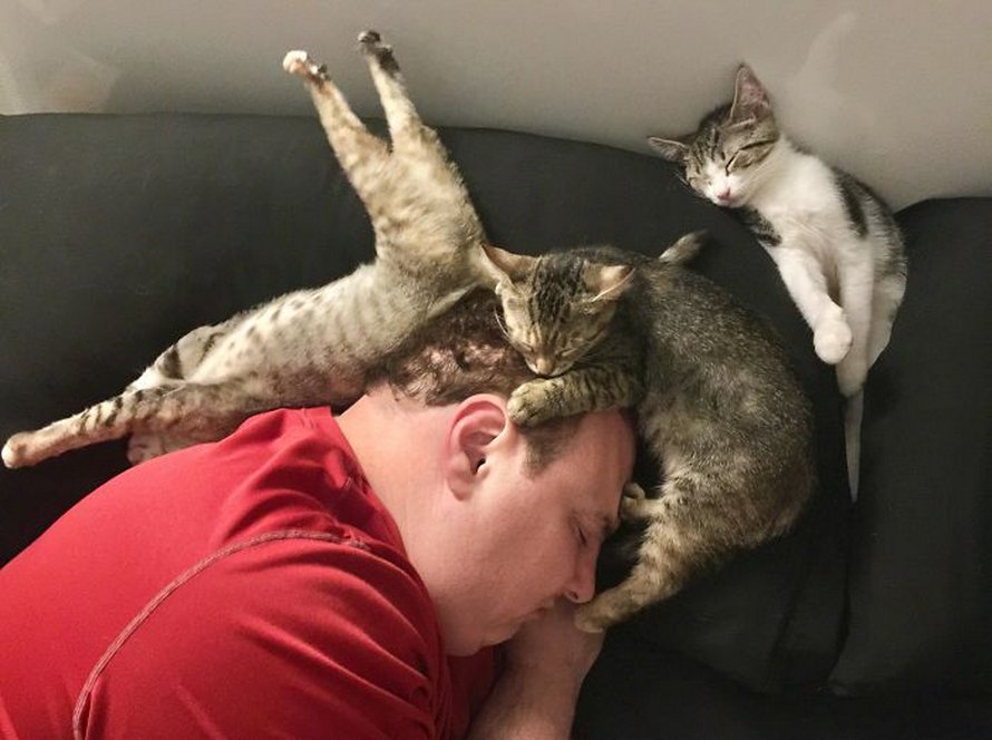 photos drôles chats dorment positions bizarres