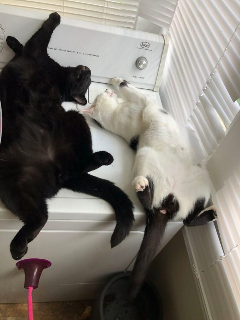 photos drôles chats dorment positions bizarres
