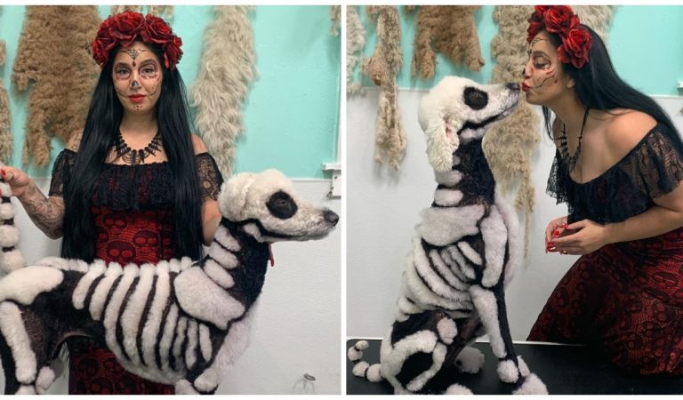 Halloween : elle tond son caniche pour le transformer en squelette, les internautes s’indignent