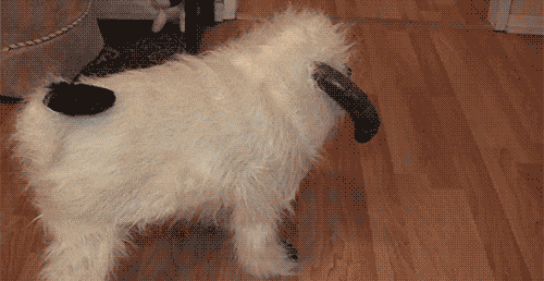 Un chien déguisé en bélier