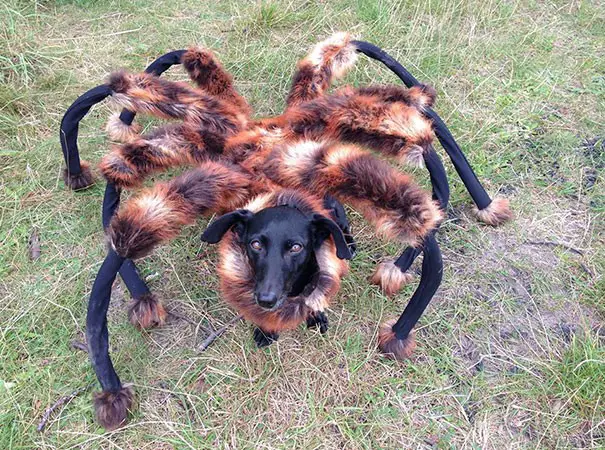 Un déguisement d'araignée pour chien