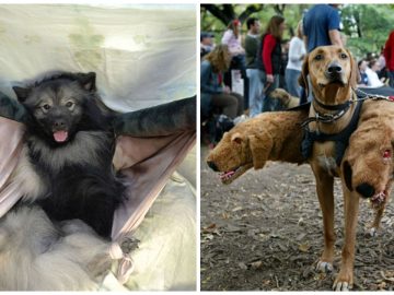 Des chiens déguisés pour Halloween.