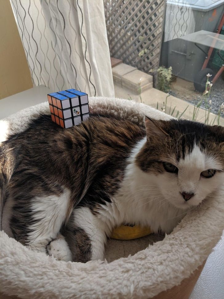 Rubki's Cube