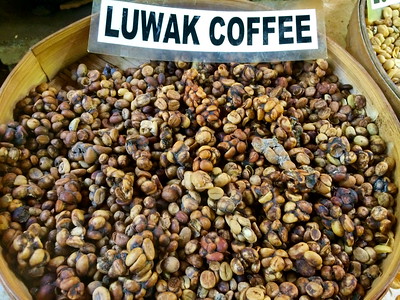 Café Kopi Luwak