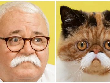 Un homme qui ressemble à son chat.