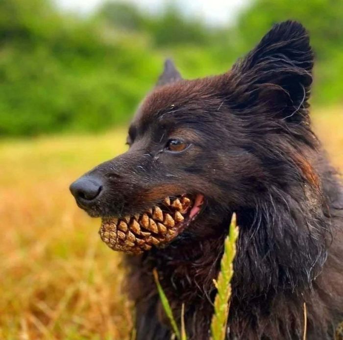 photos animaux illusion d'optique donnent peur bleue maître