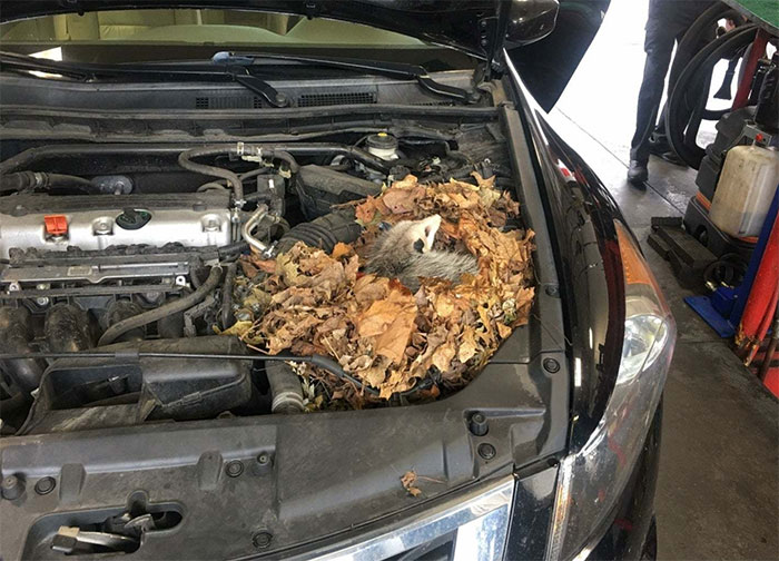 Un raton-laveur dans un moteur de voiture.