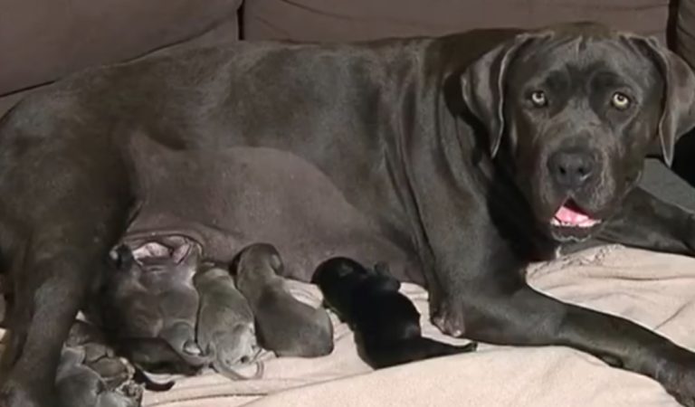 Une chienne en gestation surprend tout le monde en  donnant naissance à 21 chiots, un record !