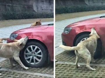 Des chiens errants vandalisent une voiture en Chine.