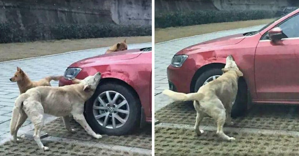 Des chiens errants vandalisent une voiture en Chine.
