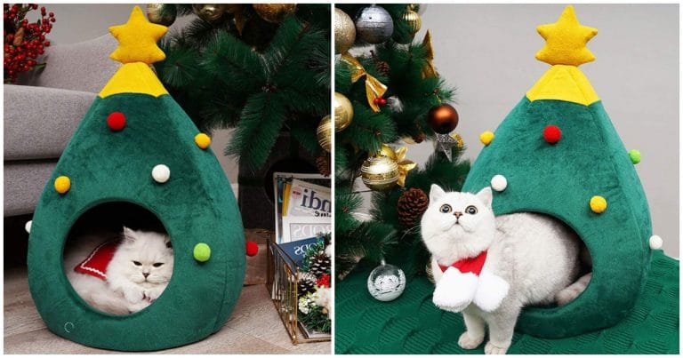 Noel 10 Idees Cadeaux Pour Votre Chat A Moins De Euros