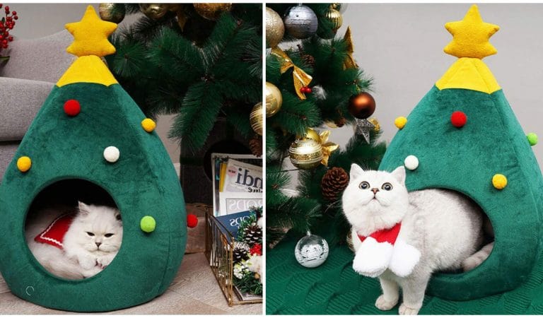 Noël : 10 idées cadeaux pour votre chat à moins de 20 euros