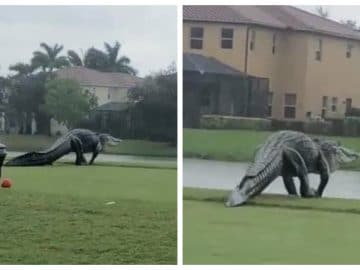 Un alligator géant en Floride