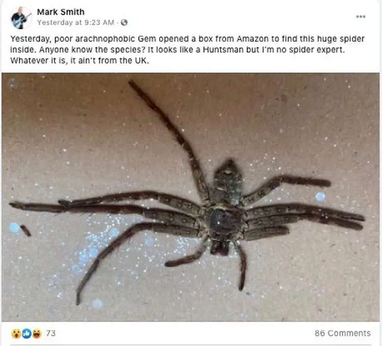 L'araignée découverte dans le colis Amazon de couple britannique